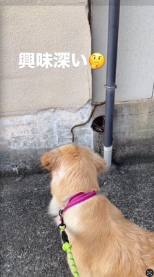 ヘビを見つめる犬
