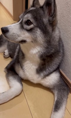 横を向いて耳を立てている犬