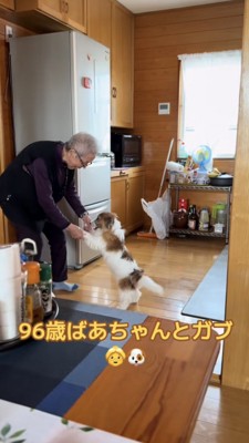 おばあちゃんと手を取り合ってヨチヨチ歩く犬