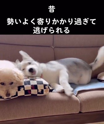 ソファから飛び降りるトイプードル