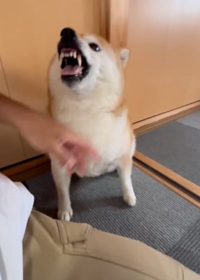 吠える柴犬
