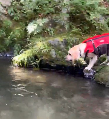 川下へ流れていく男性を見つめる犬