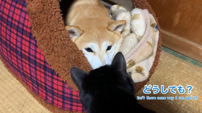 「どうしてもダメ?」「うん、ダメ」