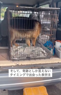 車に乗る犬