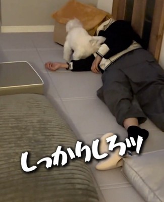 飼い主の顔の近くにやってくる犬