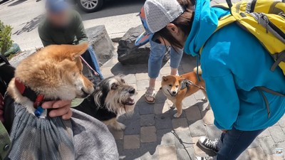 ワンちゃんとの交流を楽しむナラちゃん