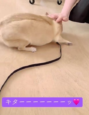 推し活に夢中のカールくんでした♡