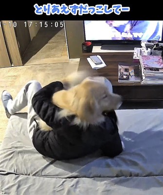 飼い主に飛びつく犬