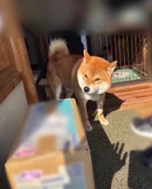 愛犬のおいも君！！