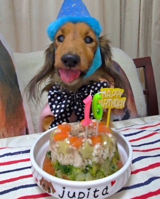 誕生日ケーキを目の前にして笑顔になる犬