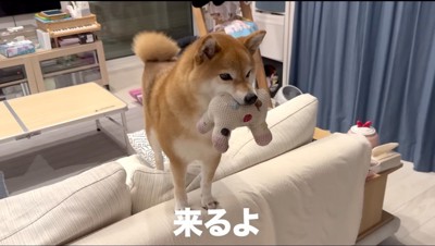 ぬいぐるみを咥えながらソファに乗る犬