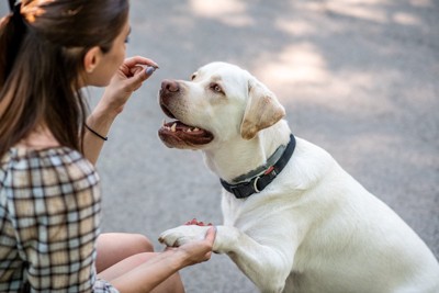 女性と犬