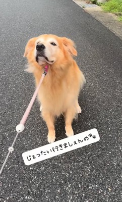 リードで引っ張られても散歩を拒否する大型犬
