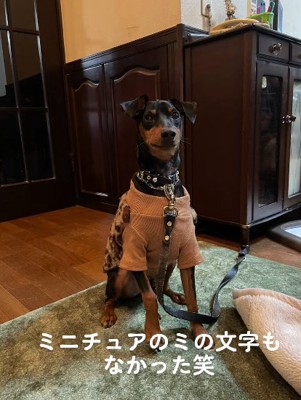 室内で座るミニチュアピンシャー