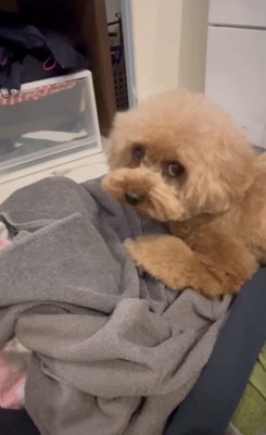 洗濯物の上からこちらをみる犬