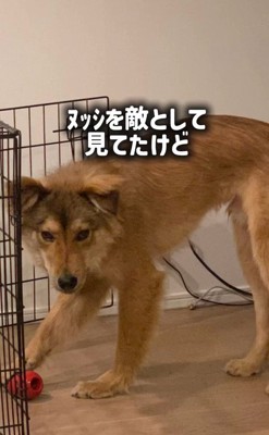 ラッキーくんの変化7