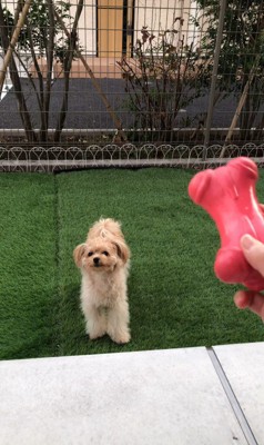 おもちゃを投げた時のベルちゃん