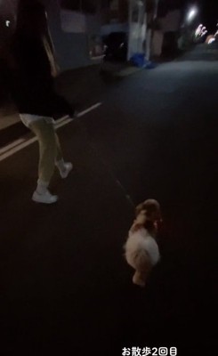 夜散歩するムーくん