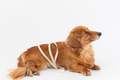 胴囲を測定される犬