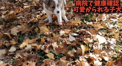 排泄中の子犬