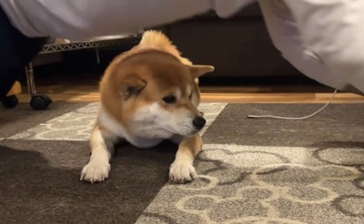 筋トレ中のお兄ちゃんとこじろー君6