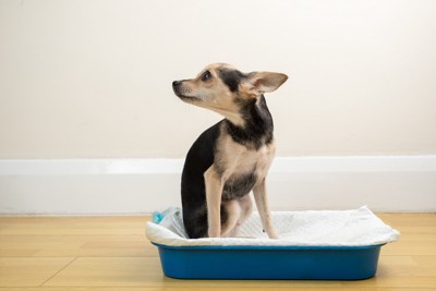 青いトイレトレーに座る犬