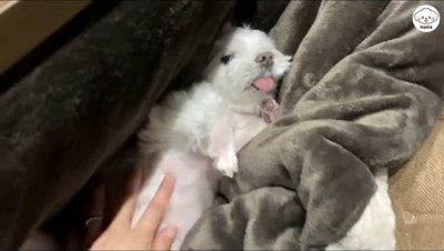 仰向けになって飼い主を見つめる犬