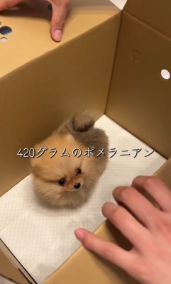 お迎えした日のもこちゃん