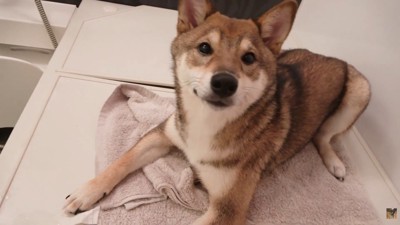おはぎちゃんもフタの上へ