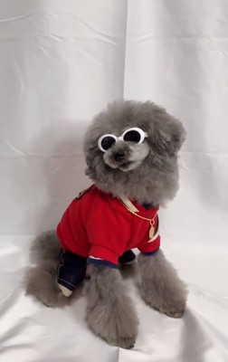 サングラス姿のこてつくん