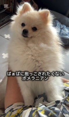 抱っこを嫌がるすのぅちゃん