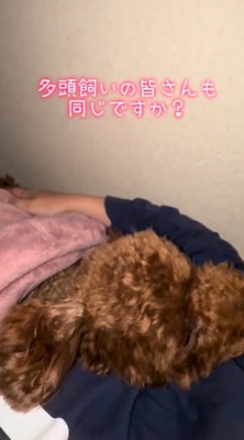 飼い主の右腕と体の間で眠る茶色い犬