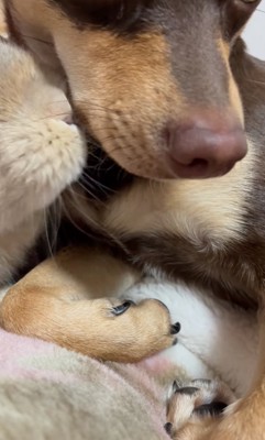 顔を近づけるウサギ