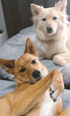 ひばち君＆つづら君