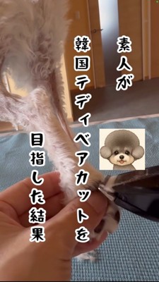 足の毛を刈られる白い犬