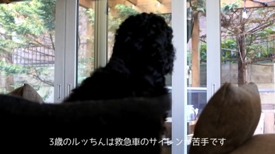 サイレンが鳴った時のルークくん