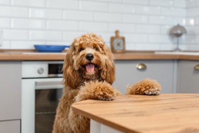 テーブルに足をかける犬