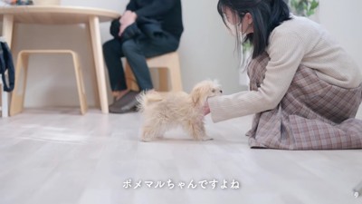 毛が伸びてボサボサに…