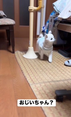 「おじいちゃんは?」