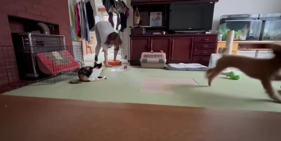 お母さんとわんこが鬼ごっこ