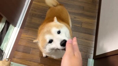 ペロリとひとなめ