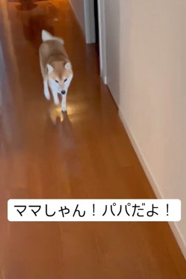 廊下を走る犬
