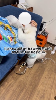 ソファに横になっている男性の顔を舐める犬