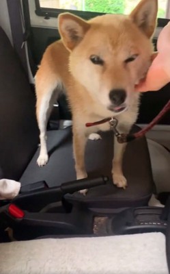 なだめられるコロくん