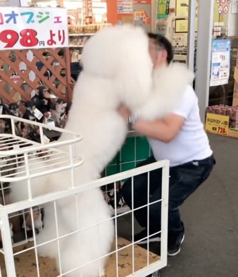 もふもふの犬