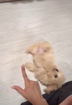 芸を披露するみるくちゃん6