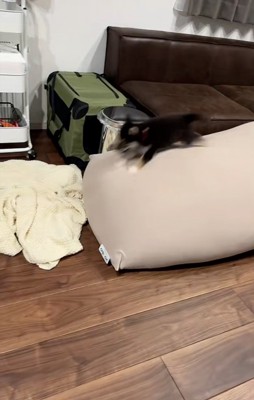 クッションの上を走るきびくん