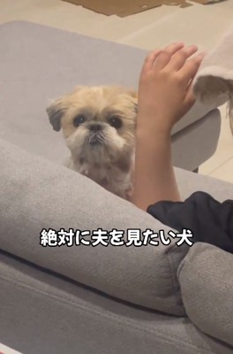 どうしてもパパを見たいワンコ