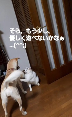 猫パンチされても…