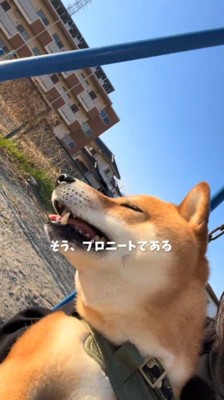 飼い主に抱きかかえられてブランコに乗る犬